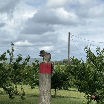 Amber Brooke Farms Williston - Giant squirrel spotted - Pick Your Own Farms Near Me - Williston, Florida Amber Brooke Farms Williston - Giant squirrel spotted - Pick Your Own Farms Near Me - Williston, Florida