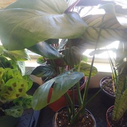 Ireland's Nursery and Gift Shoppe
