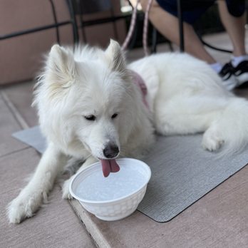 Pho Thom - Our service dog (Coco the Samoyed) was given a bowl of ice water - Vietnamese Near Me - Murrieta, California Pho Thom - Our service dog (Coco the Samoyed) was given a bowl of ice water - Vietnamese Near Me - Murrieta, California