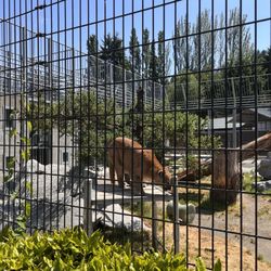 Cougar Mountain Zoological Park - Mountain lions