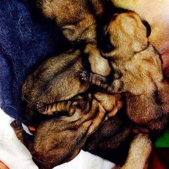 Crestwood Veterinary - Newborn Pugs from a C-section. Crestwood offers an extensive breeding program and is available 24 hours a day, 7 days a week. - Veterinarians Near Me - Edmonton, Alberta