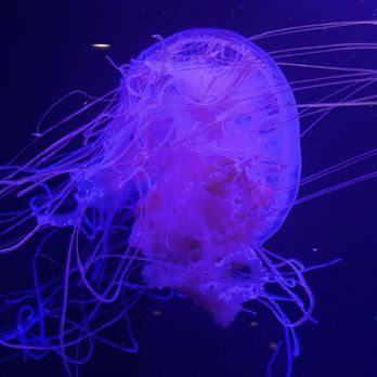 Moody Gardens - Jelly - Museums Near Me - Galveston, Texas Moody Gardens - Jelly - Museums Near Me - Galveston, Texas
