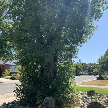 R&B Quality Tree Care - Tree Services Near Me - Roseville, California