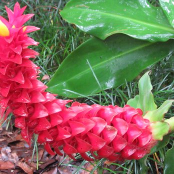 Kanapaha Botanical Gardens - Beautiful patch of Costus Barbatus - Tours Near Me - Gainesville, Florida Kanapaha Botanical Gardens - Beautiful patch of Costus Barbatus - Tours Near Me - Gainesville, Florida