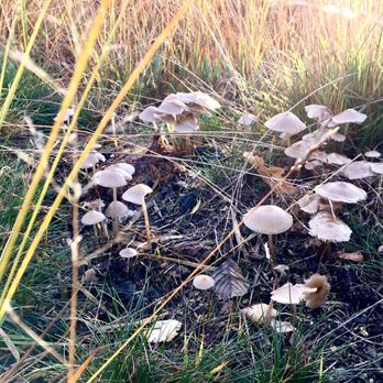 Yateley Common Country Park - Fungi ring on Yateley Common - Hiking Near Me - Yateley, HAM
