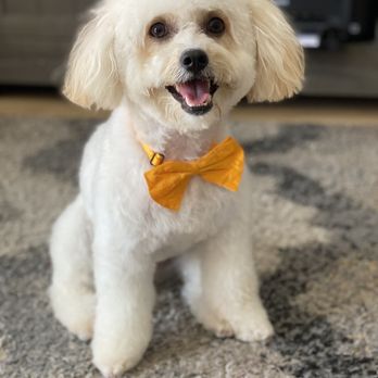 Supreme Pawfection - Mila's new cut - Pet Groomers Near Me