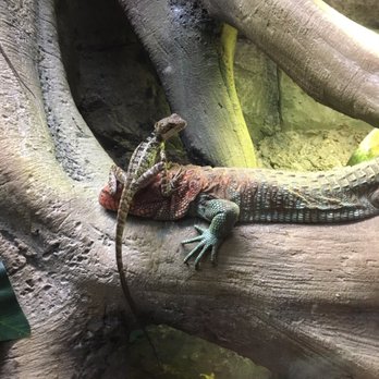 Austin Aquarium - Aquariums Near Me - Austin, Texas
