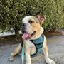 Photo of Bigbulldogs
