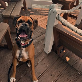 Freshfit Cafe - Dog friendly (note friendly dogs only. Barking or aggressive dogs are asked to leave which we really appreciated) - Juice Bars & Smoothies Near Me - Nags Head, North Carolina