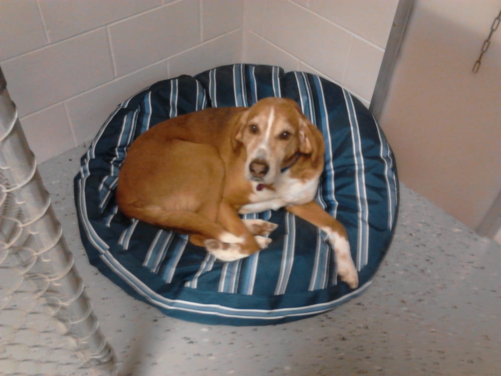 TRAILSEND KENNEL 11 Reviews 8340 Trailsend Rd, Mackinaw City, MI Yelp
