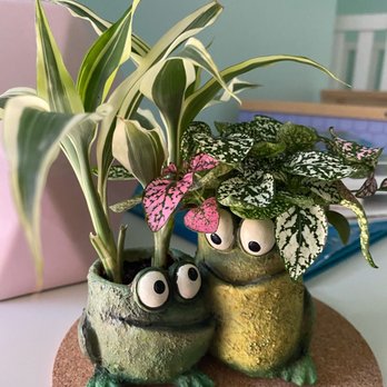 A Growing Concern - Song of India & Polka Dot Plant - Nurseries & Gardening Near Me - Hendersonville, North Carolina