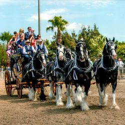 Express Employment Professionals - The Express Clydesdales at the 104th Louisiana Derby