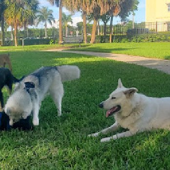 Canine Corner Dog Park - Dog Parks Near Me - Pompano Beach, Florida