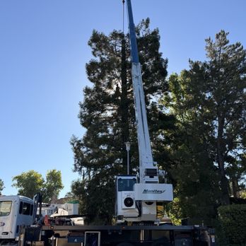 Easy Stumps Tree Services - Tree Services Near Me - Folsom, California