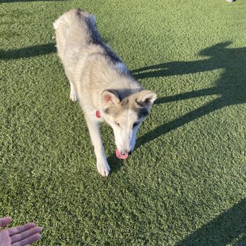 Village Green Dog Park - Dog Parks Near Me - Mountain View, California