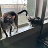 The Pet Sitter of Boise gift card