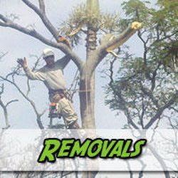 Bandit Tree Service