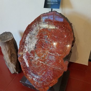 Rainbow Forest Museum And Visitor Center - Museums Near Me - Holbrook, Arizona