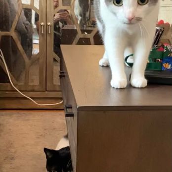 Gotham City Cat Care - Lydia Lane and Jack Arthur greeting their fave sitter Deb! - Pet Sitting Near Me Gotham City Cat Care - Lydia Lane and Jack Arthur greeting their fave sitter Deb! - Pet Sitting Near Me
