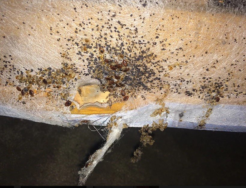 OHIO BED BUGS 13 Photos 3508 Berkeley Rd, Cleveland Heights, Ohio