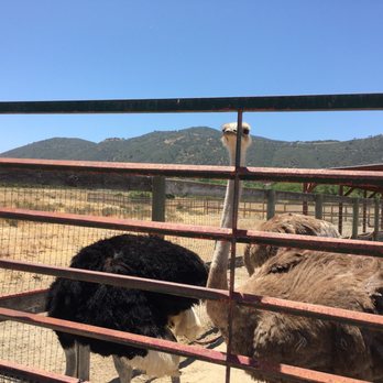 Ostrichland USA - Attraction Farms Near Me - Solvang, California Ostrichland USA - Attraction Farms Near Me - Solvang, California