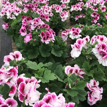 TLC Garden Centers - Nurseries & Gardening Near Me - Oklahoma City, Oklahoma TLC Garden Centers - Nurseries & Gardening Near Me - Oklahoma City, Oklahoma