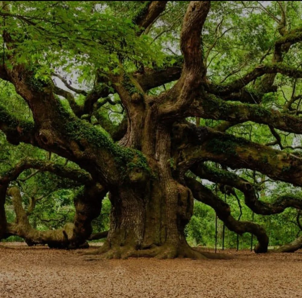 Tree Guys Tree Service - tree service in Columbia, SC