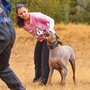 Photo of Patriot K9 Training & Services