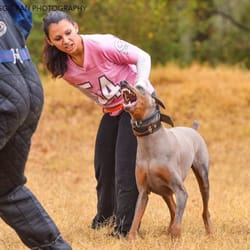 Patriot K9 Training & Services - Teaching Smitty to protect his family
