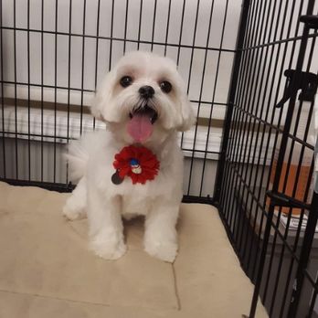 Professional Dog Grooming - I love my red - Pet Groomers Near Me - Greenwich, Connecticut Professional Dog Grooming - I love my red - Pet Groomers Near Me - Greenwich, Connecticut