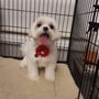 Photo of Professional Dog Grooming