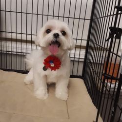 Professional Dog Grooming - I love my red