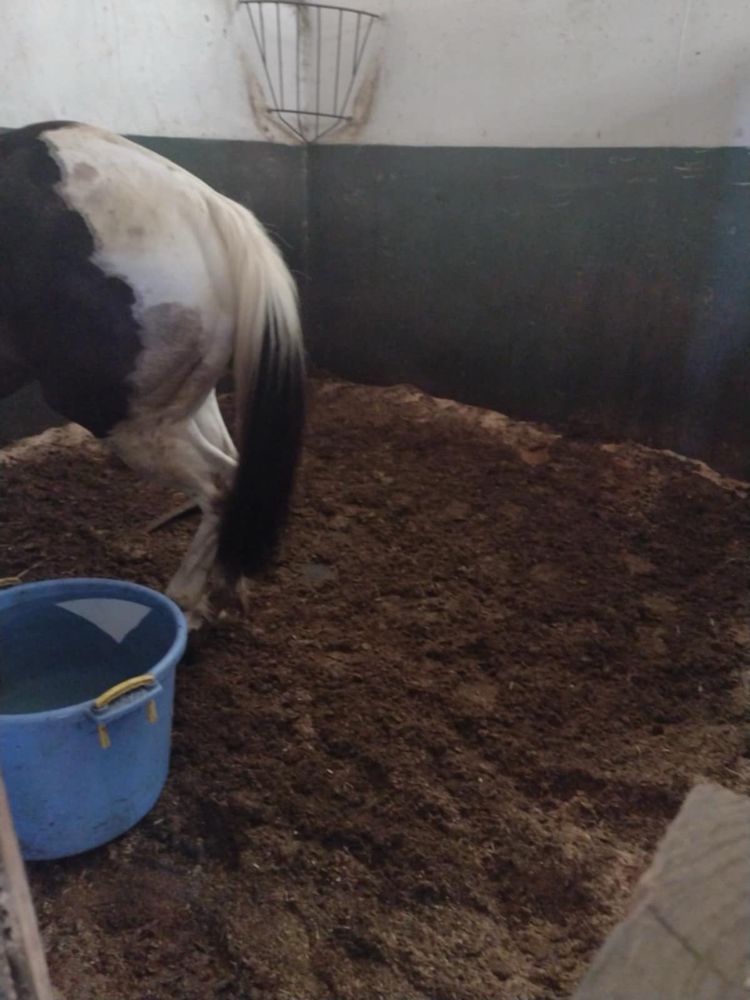 Lovoi Stables - equestrian in Forest Grove, OR