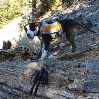 Mt Baldy via Register Ridge - I had to pick up Sammy over this trail block... since the trail took a hard right just after the logs - Hiking Near Me - Mount Baldy, California Mt Baldy via Register Ridge - I had to pick up Sammy over this trail block... since the trail took a hard right just after the logs - Hiking Near Me - Mount Baldy, California