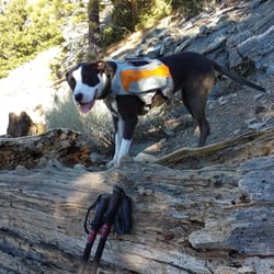 Mt Baldy via Register Ridge - I had to pick up Sammy over this trail block... since the trail took a hard right just after the logs