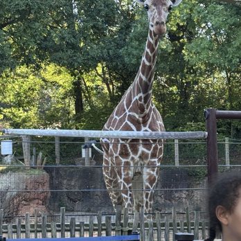 Zoo Atlanta - Zoos Near Me - Atlanta, Georgia Zoo Atlanta - Zoos Near Me - Atlanta, Georgia