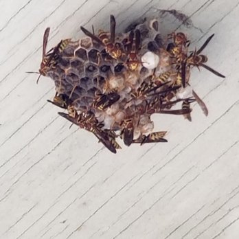 Bug Boss Pest Control - Pest Control Near Me Bug Boss Pest Control - Pest Control Near Me