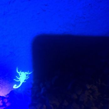 Josh The Bug Guy - Black light detection - Pest Control Near Me - Las Vegas, Nevada