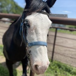 Lakeside Stables - Horse