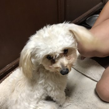 Yuppie Puppies - Pet Stores Near Me - Corona, California