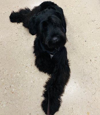petco callaghan