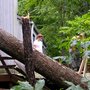 Photo of Johnny Timbers Tree Service