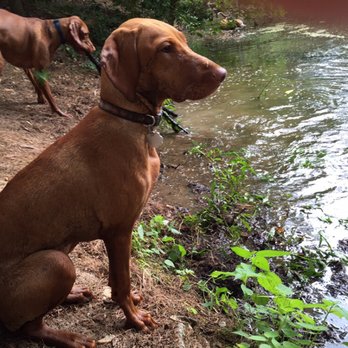 PawSitive Pets - Dog Walkers Near Me - Alexandria, Virginia