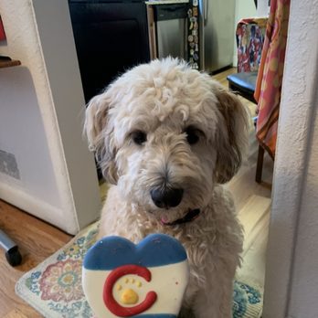 Two Pals & A Pup - iced cookie treat - Pet Stores Near Me - Denver, Colorado