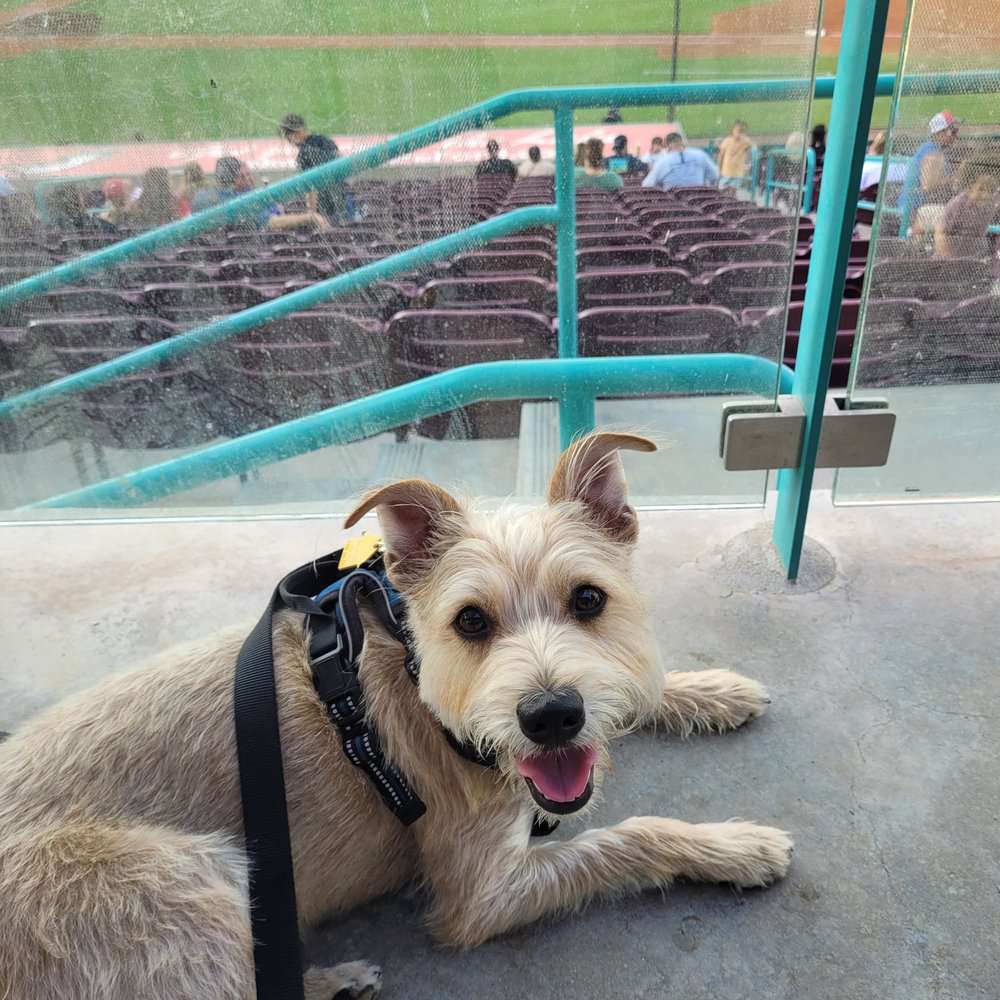 Pampered Pups By Kelley - Pet Groomers Near Me Pampered Pups By Kelley - Pet Groomers Near Me