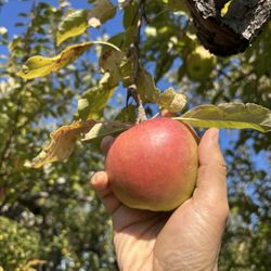 Wasem Fruit Farm - Pretty apple