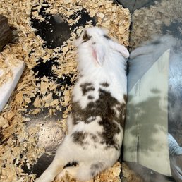 Big bunny that loved all the pettin's!
