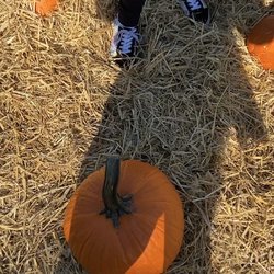 Red Hook Community Farm - Pumpkin picking @ the Red Hook Farm Harvest Festival