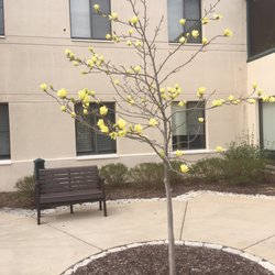 Linden Grove - Lovely tree near entrance.