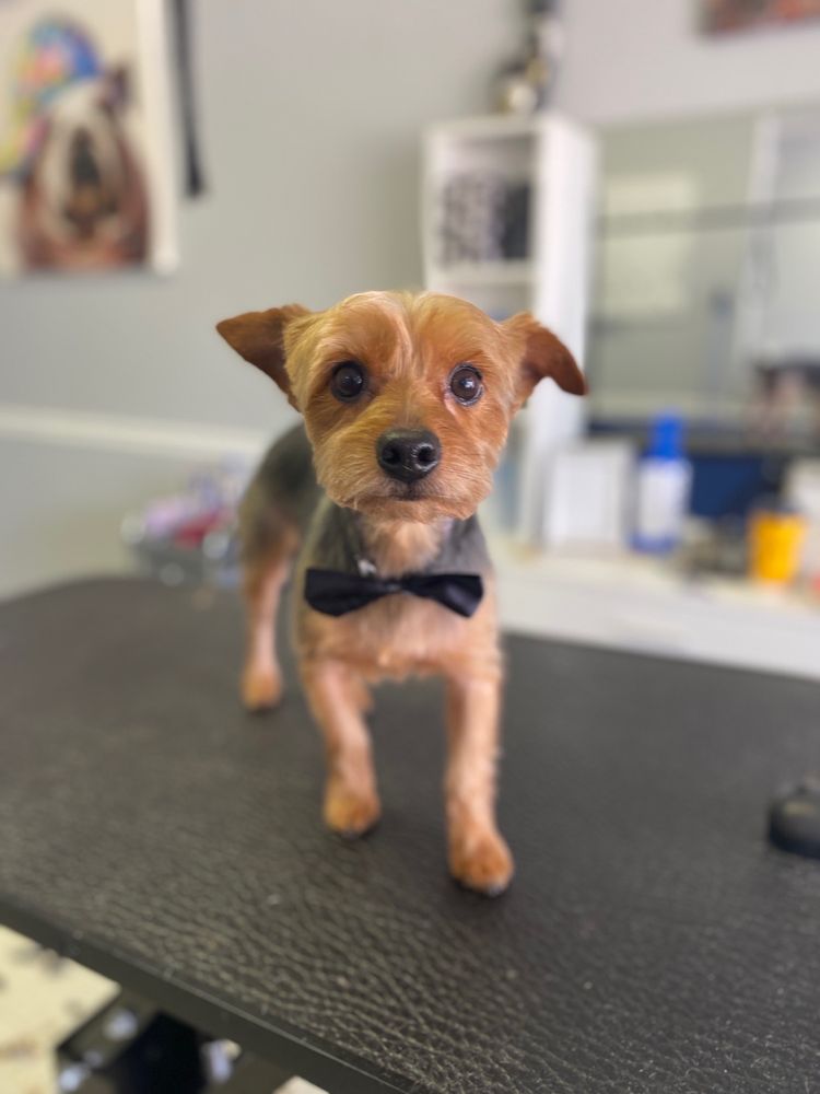 ALL PET GROOMING BY BERTICA Updated September 2024 53 Photos